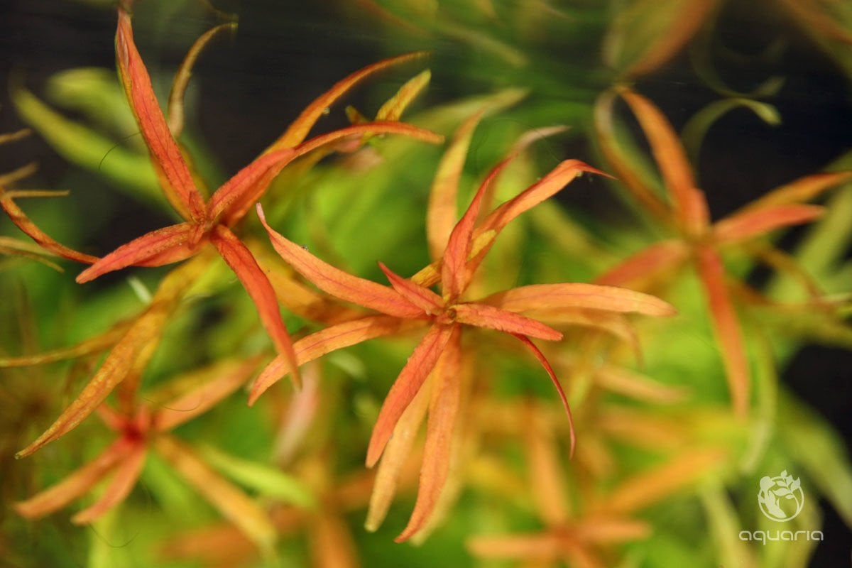 Rotala red cross BUKET