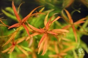 Rotala red cross BUKET