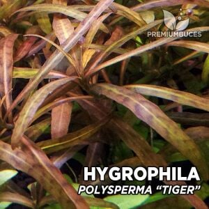Hygrophila sp. Tiger İTHAL BUKET