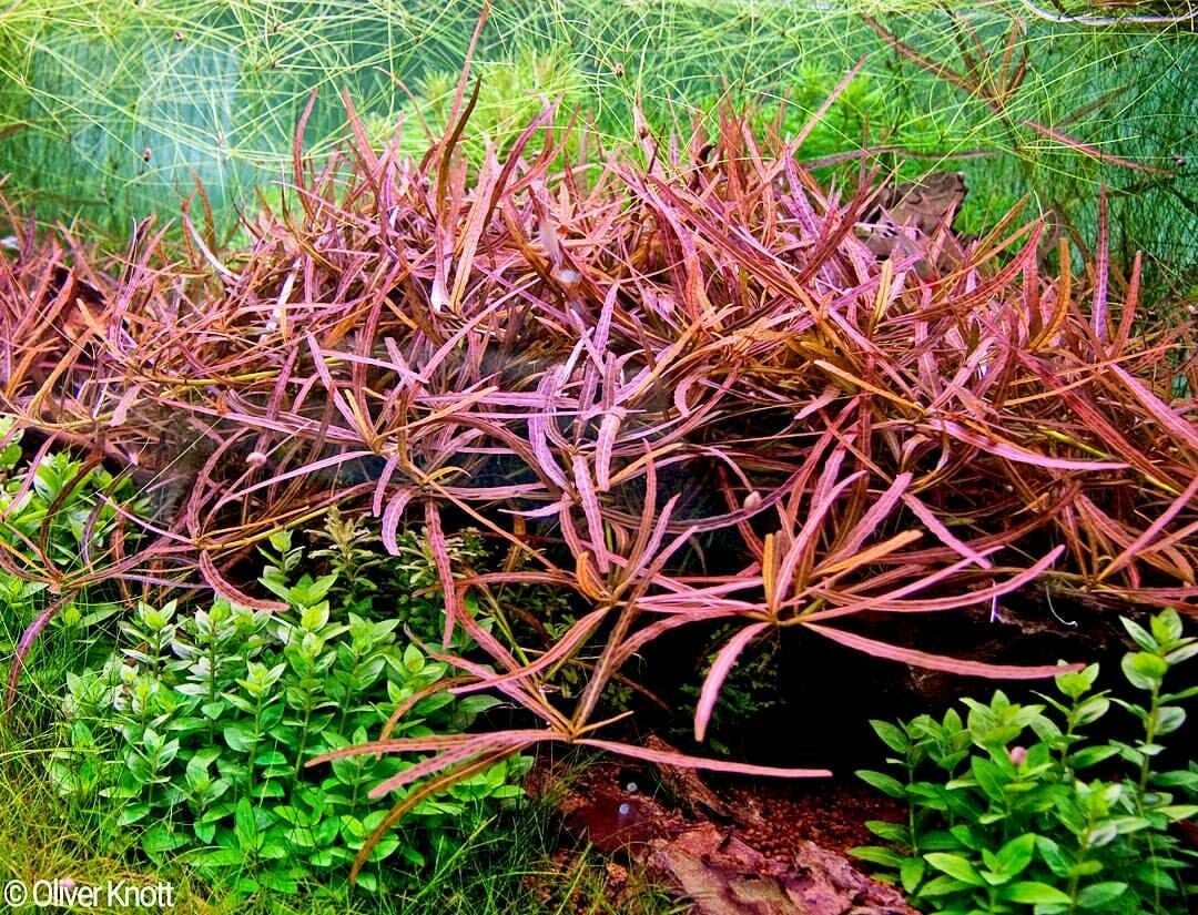 Hygrophila sp. Tiger İTHAL BUKET