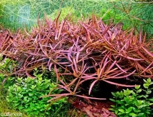 Hygrophila sp. Tiger İTHAL BUKET