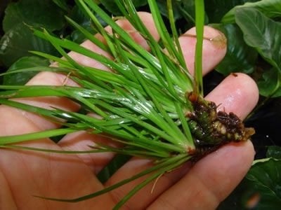 Acorus gramineus pusillus ADET