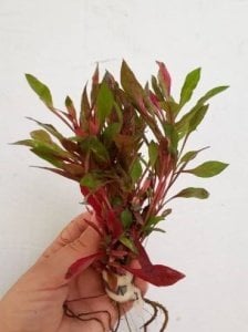 Alternanthera bettzickiana red ADET