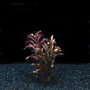 Alternanthera bettzickiana red ADET