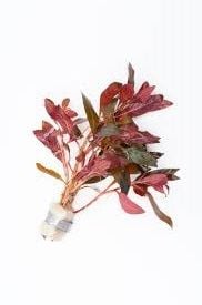 Alternanthera reineckii ADET
