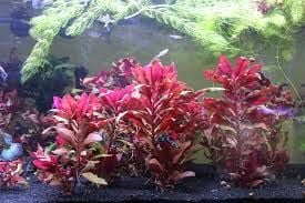 Alternanthera reineckii ADET
