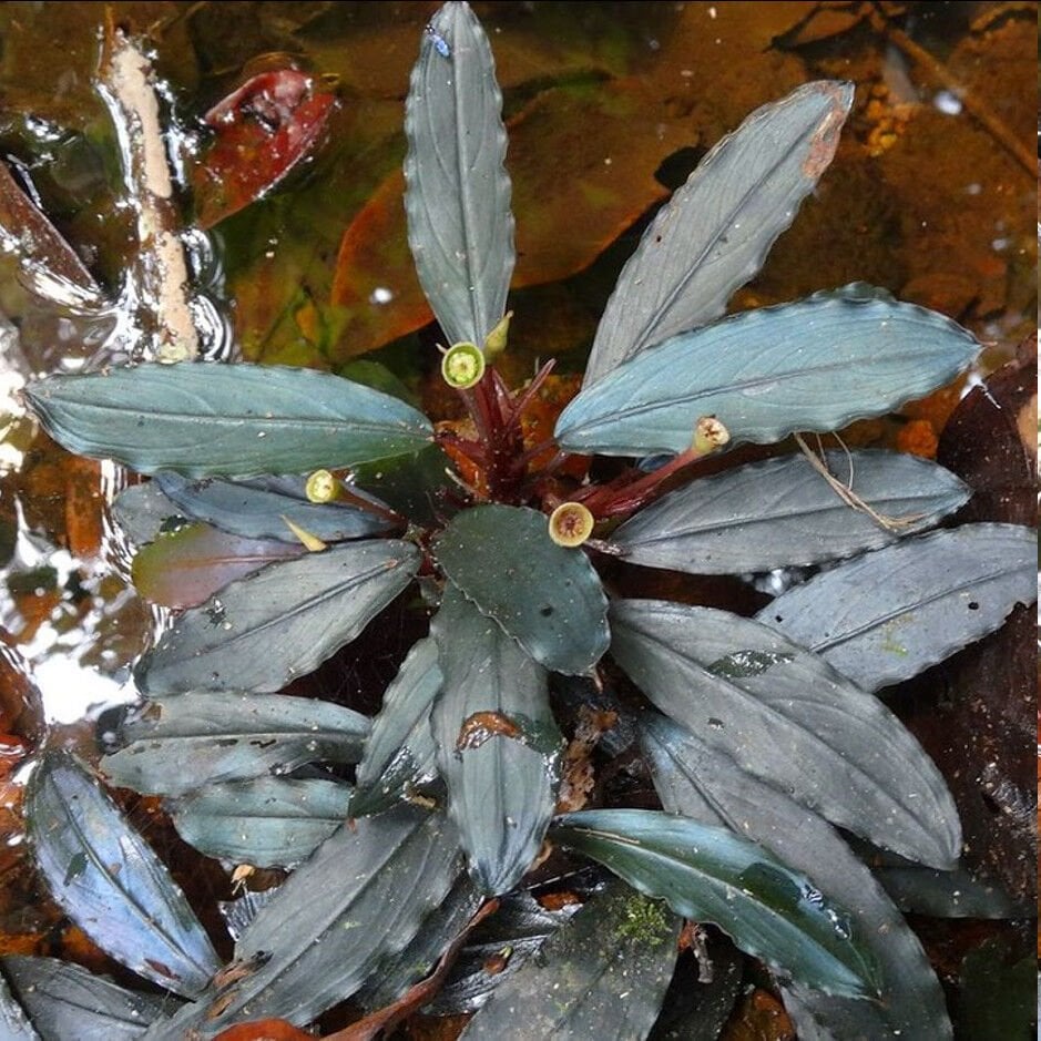 Bucephalandra ulysses ADET İTHAL