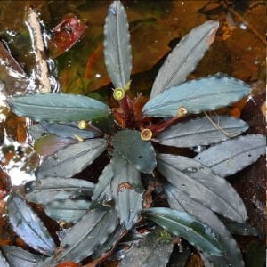 Bucephalandra ulysses ADET İTHAL