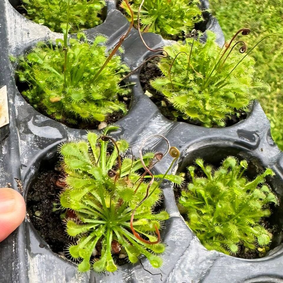 Drosera spatulata ÖN SİPARİŞ
