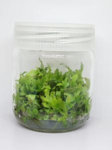Ceratopteris siliquosa IN VITRO JAR (KAVANOZ)