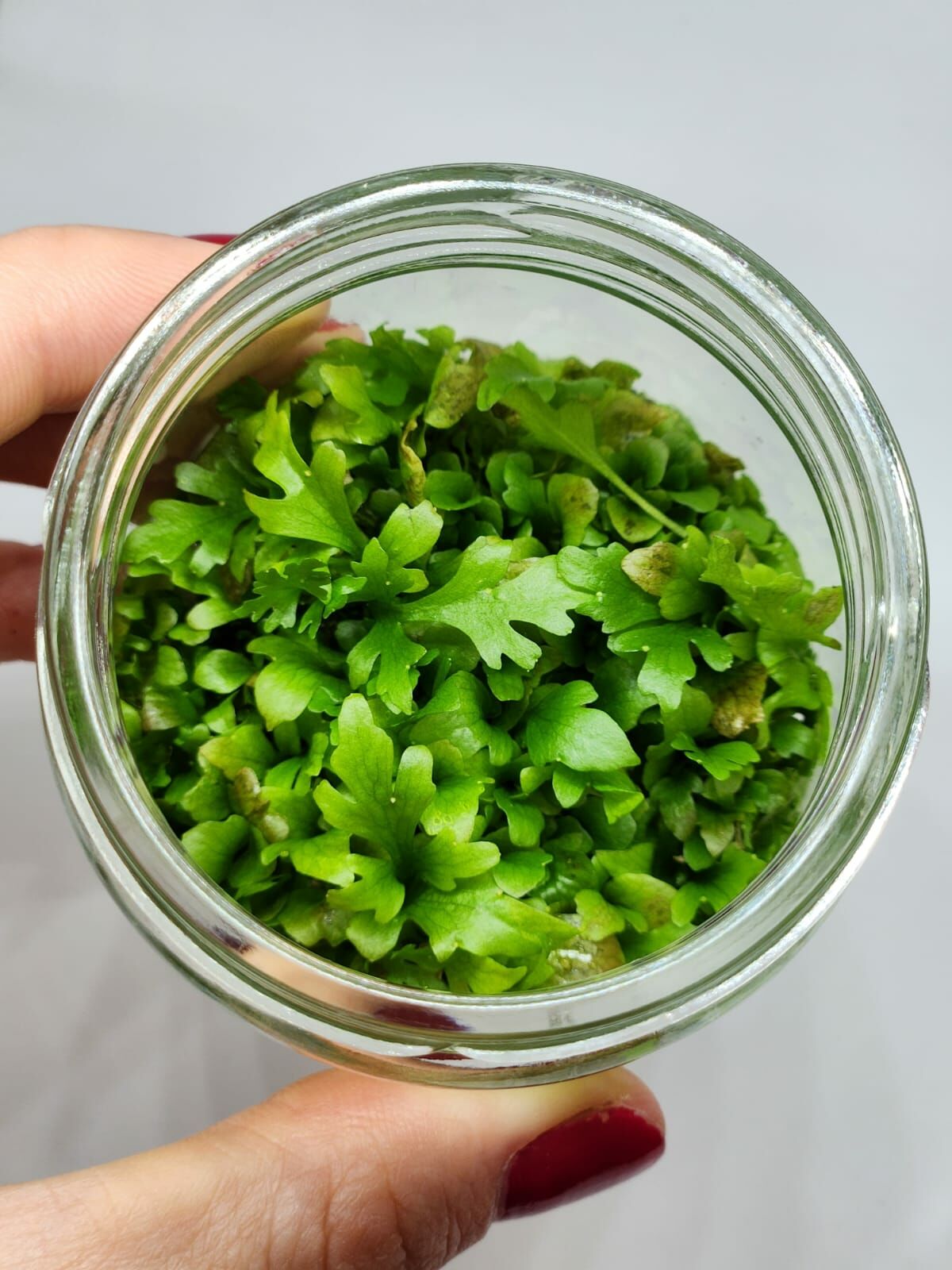 Ceratopteris siliquosa IN VITRO JAR (KAVANOZ)