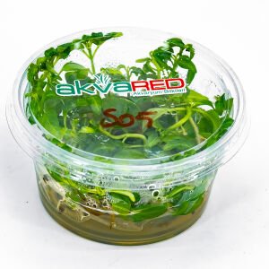 Staurogyne sao Paulo IN VITRO CUP