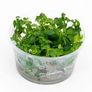 Staurogyne sao Paulo IN VITRO CUP