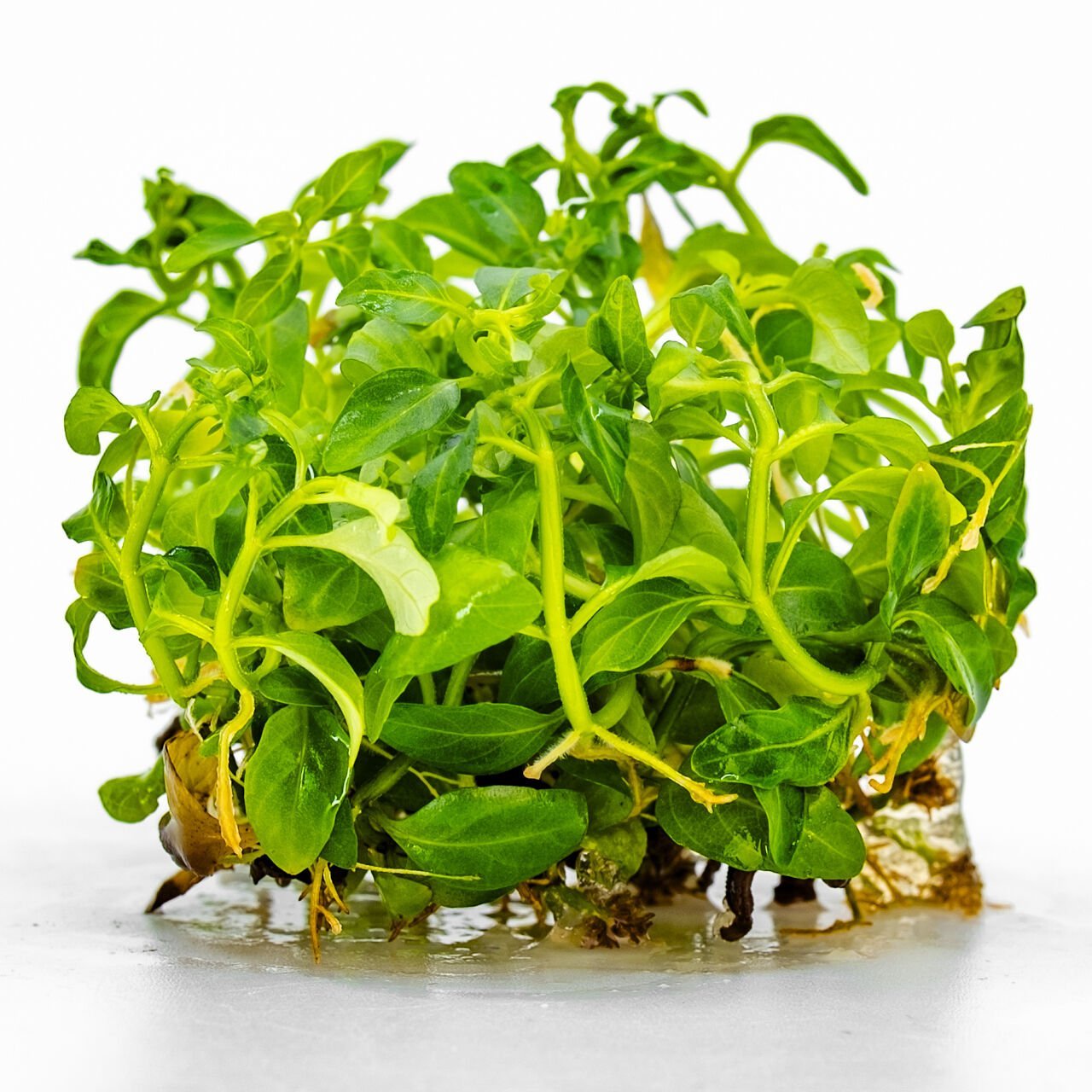 Staurogyne sao Paulo IN VITRO CUP