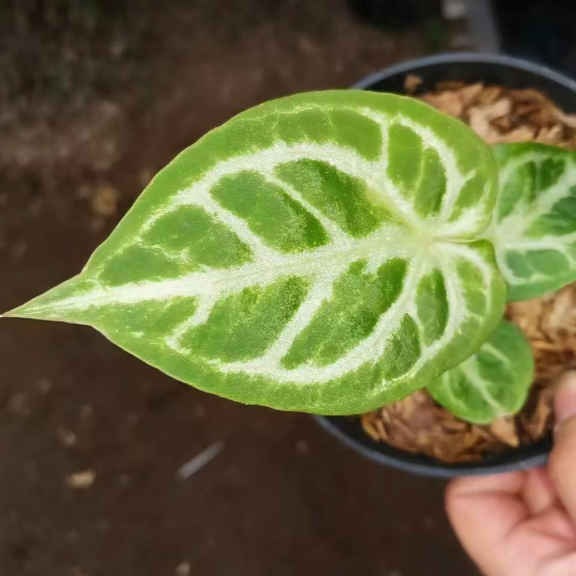 Anthurium Crystallinum Hope ÖN SİPARİŞ