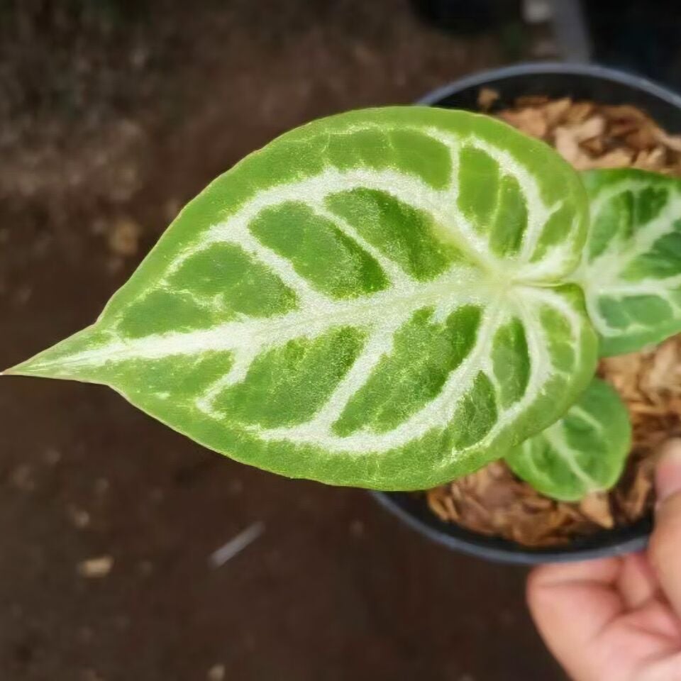 Anthurium Crystallinum Hope ÖN SİPARİŞ