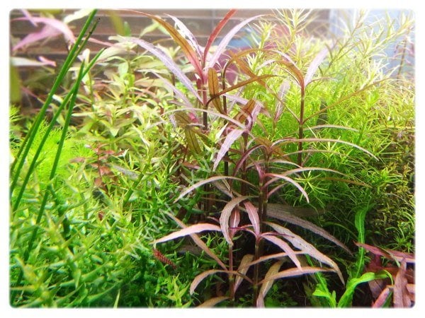 Hygrophila araguaia IN VITRO CUP