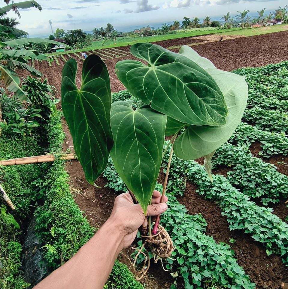 Anthurium Magnificum Verde ÖN SİPARİŞ