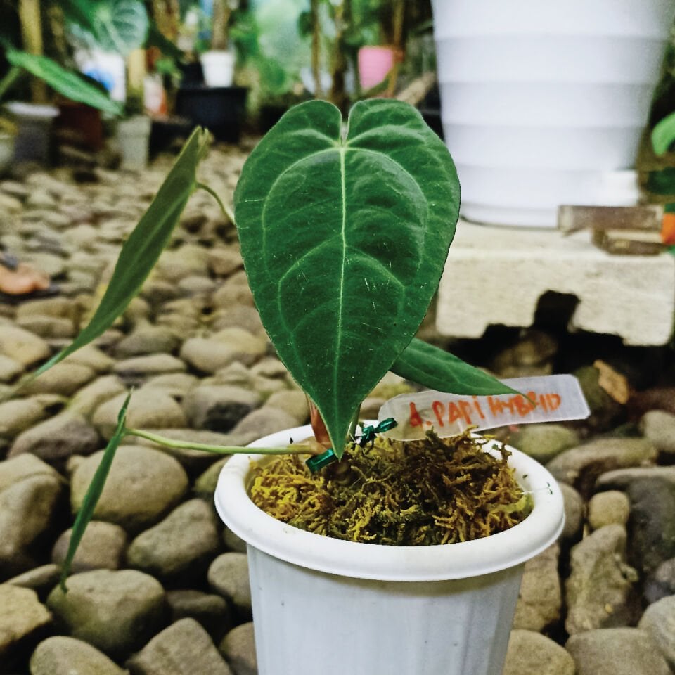 Anthurium Papillilaminum Hybrid