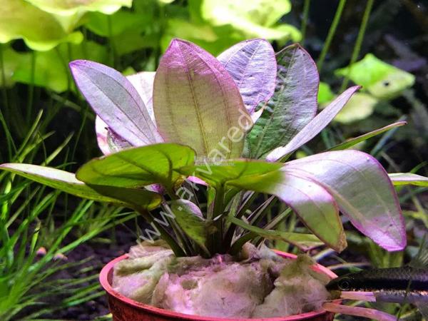 Echinodorus small bear İTHAL BUKET