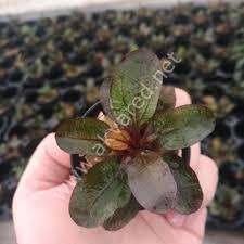 Echinodorus small bear İTHAL BUKET