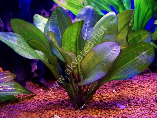 Echinodorus small bear İTHAL BUKET