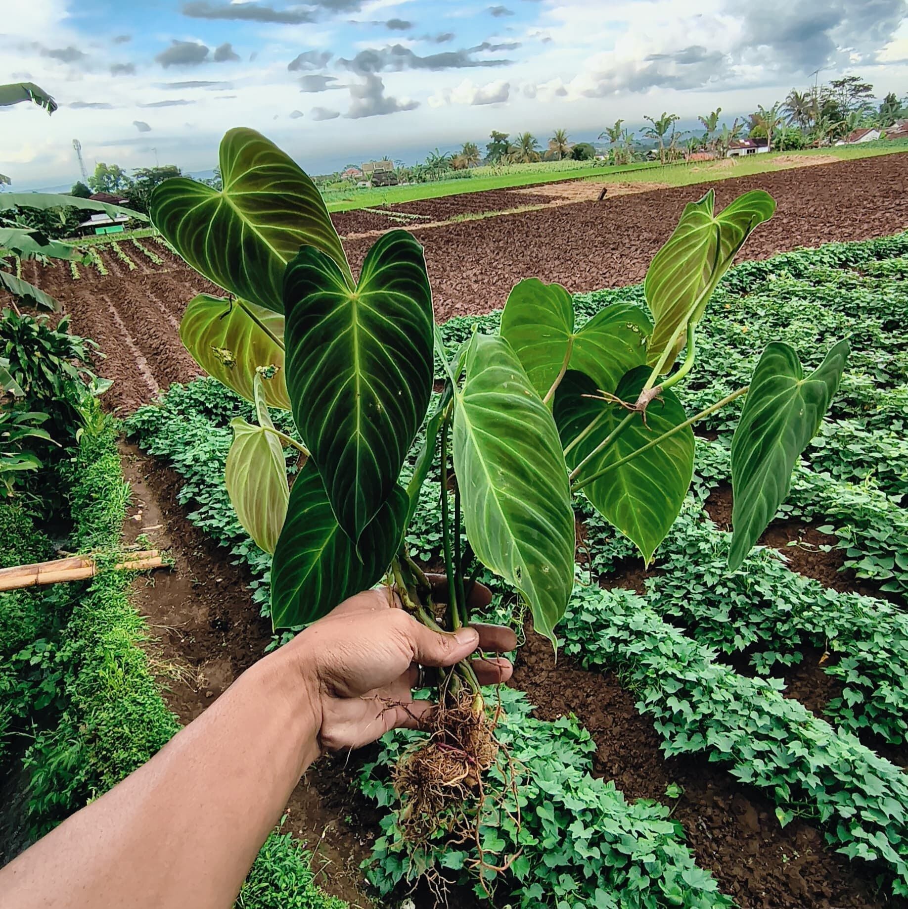 Anthurium Regale Sunda ÖN SİPARİŞ