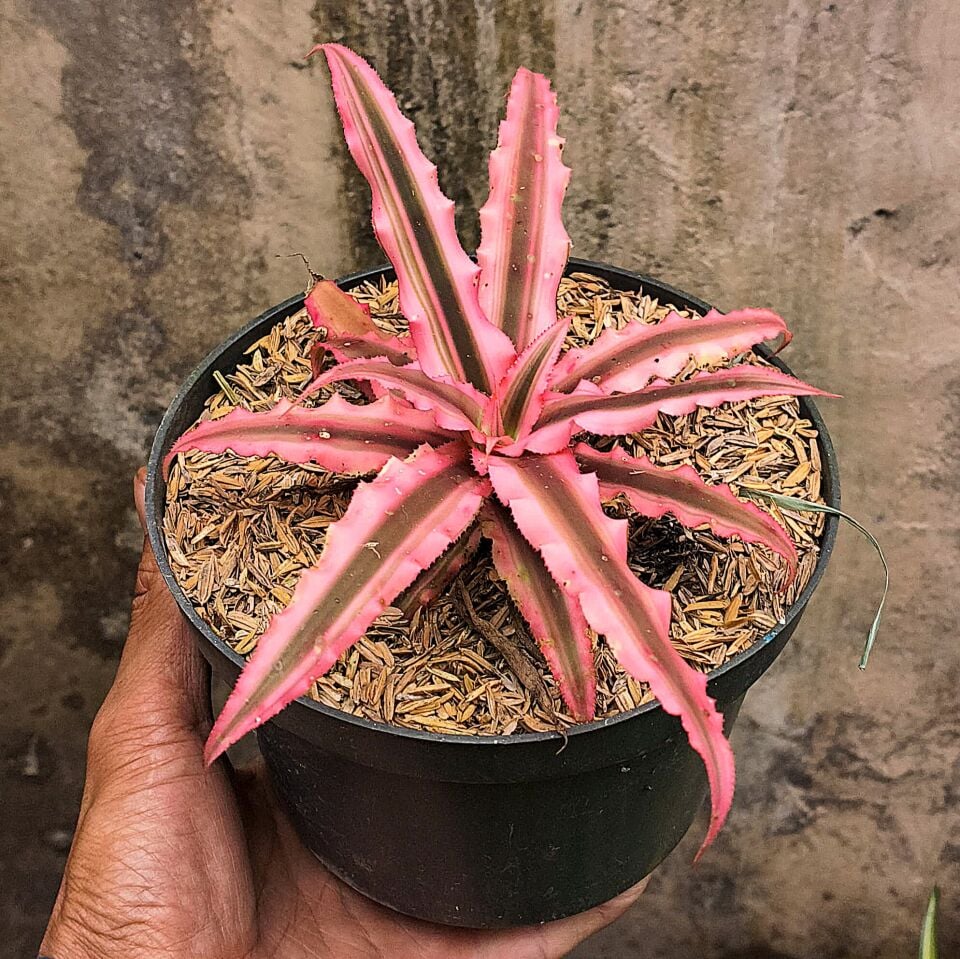 Cryptanthus bivittatus pink star