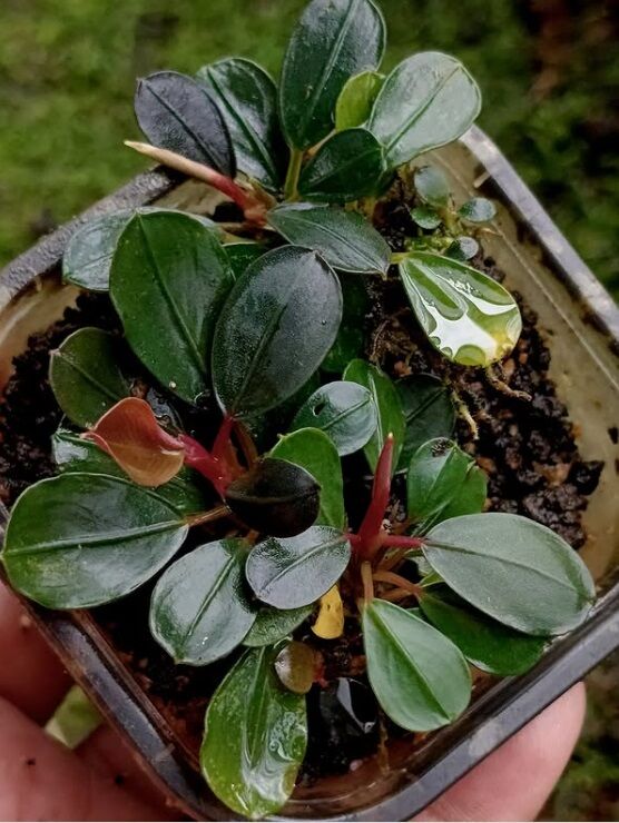 Bucephalandra moonlight ADET İTHAL