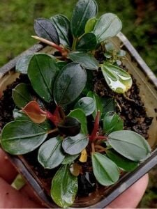 Bucephalandra moonlight ADET İTHAL