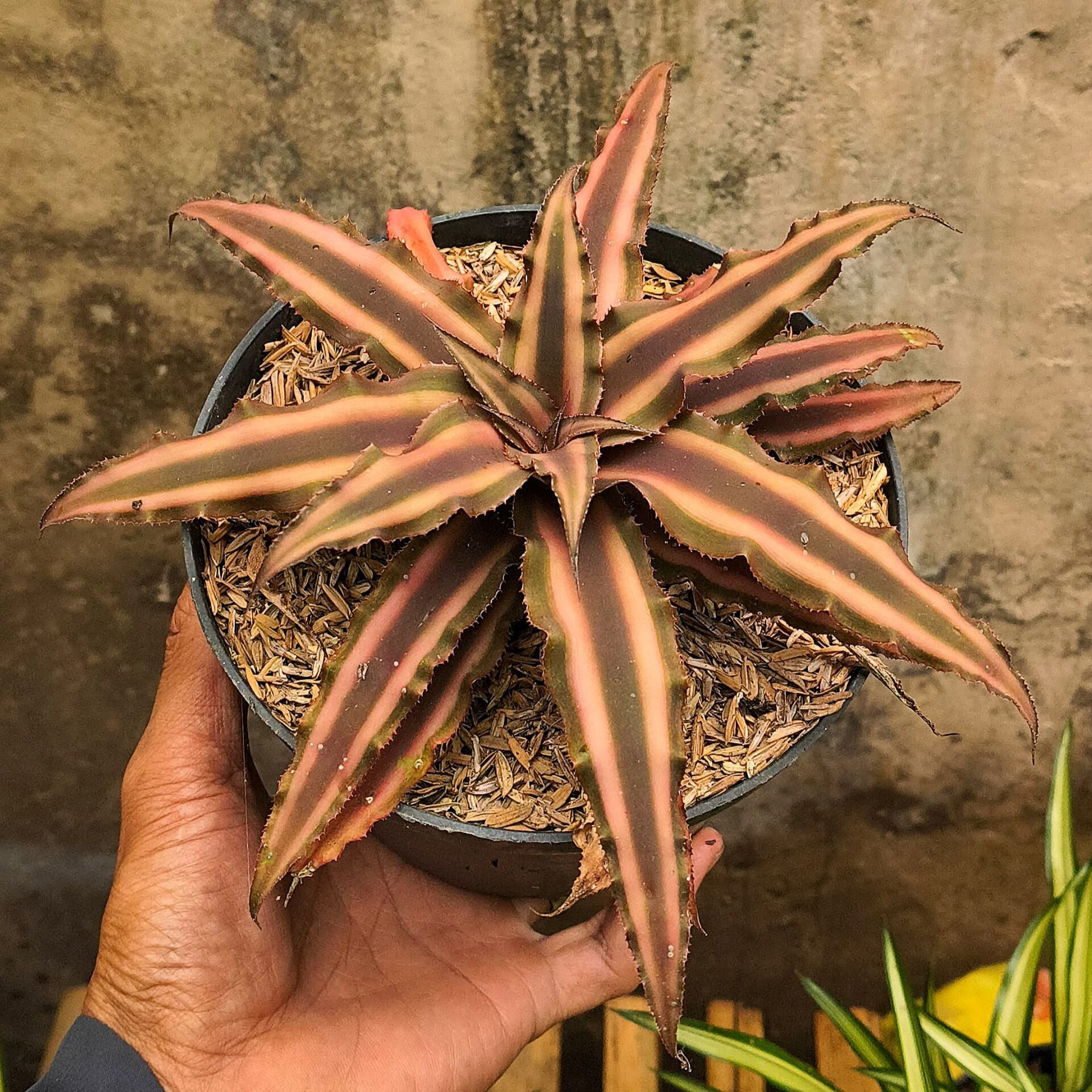 Cryptanthus bivittatus brown ÖN SİPARİŞ
