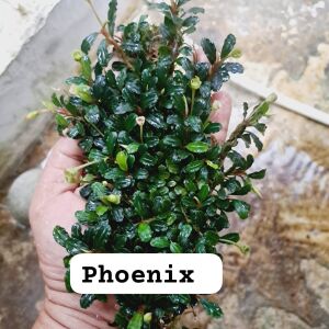 Bucephalandra phoenix ADET İTHAL