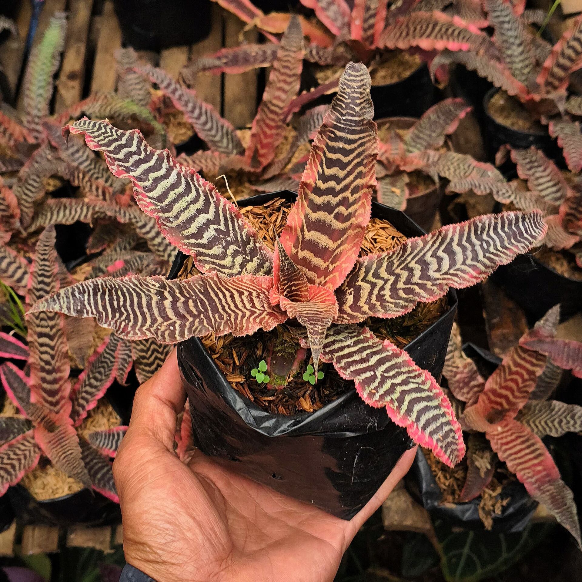 Cryptanthus fosterianus