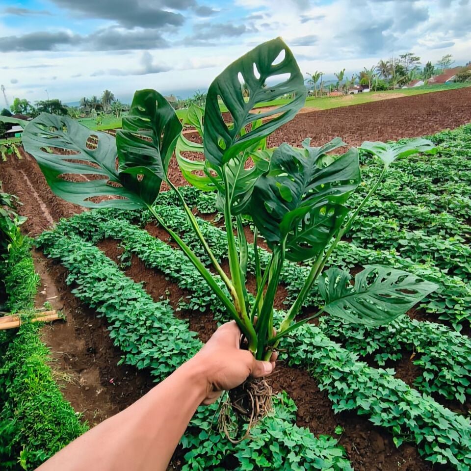 Monstera adansonii ÖN SİPARİŞ
