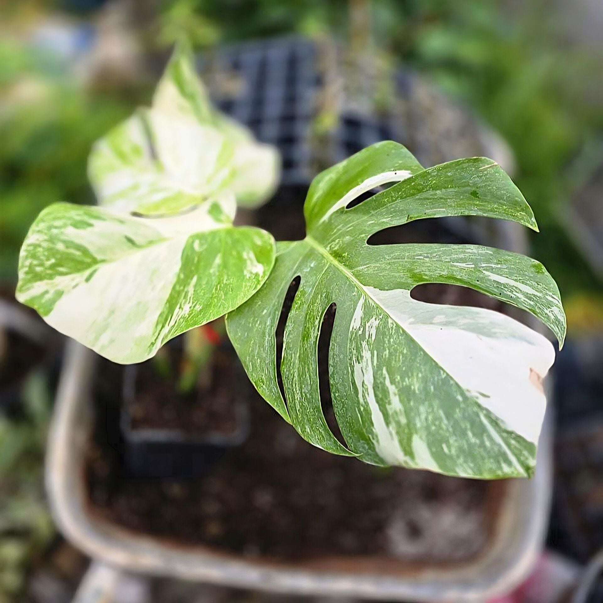 Monstera deliciosa variegata