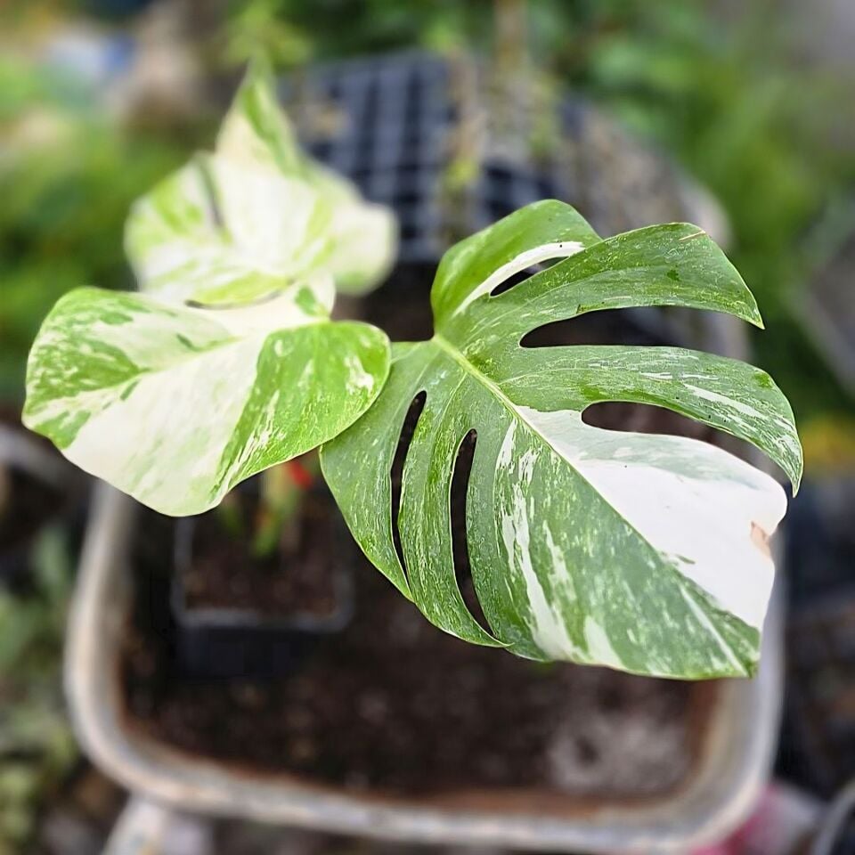 Monstera deliciosa variegata