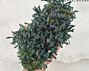 Bucephalandra mini ADET İTHAL