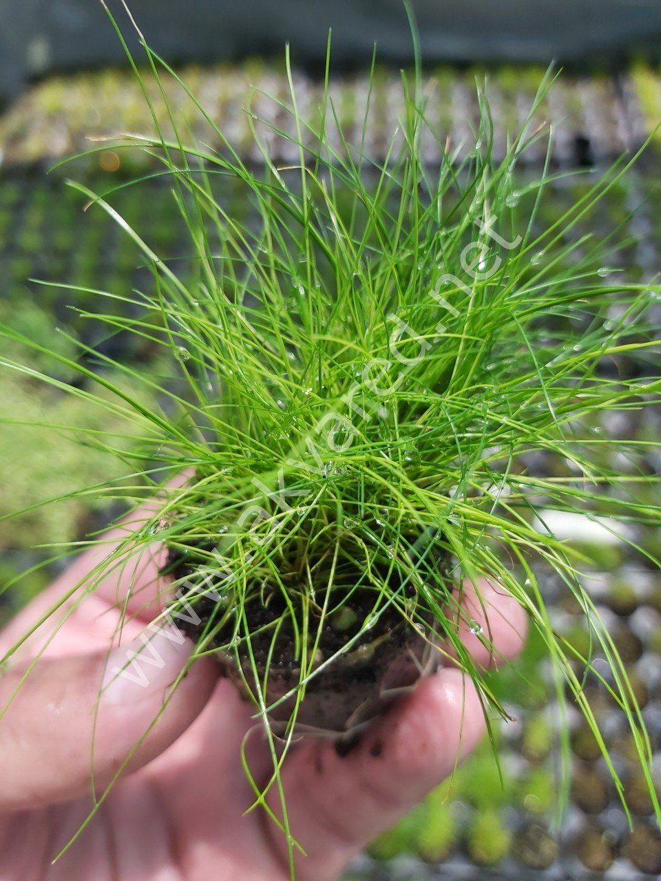 Eleocharis parvula SAKSI