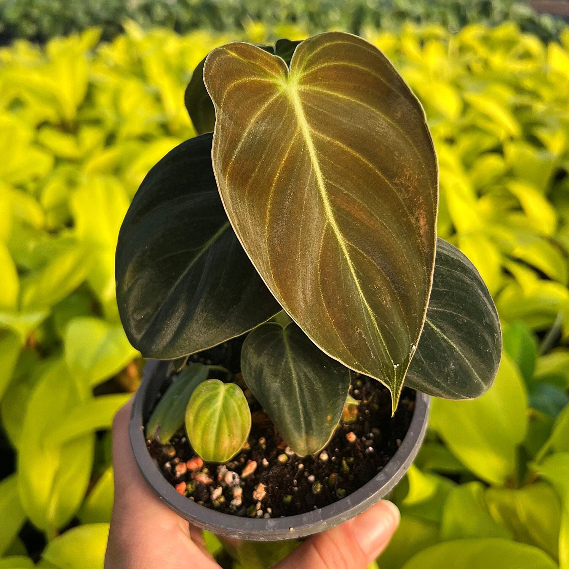 Philodendron melanochrysum ÖN SİPARİŞ