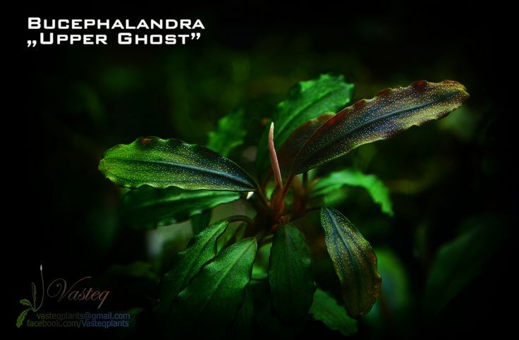 Bucephalandra upper ghost ADET İTHAL