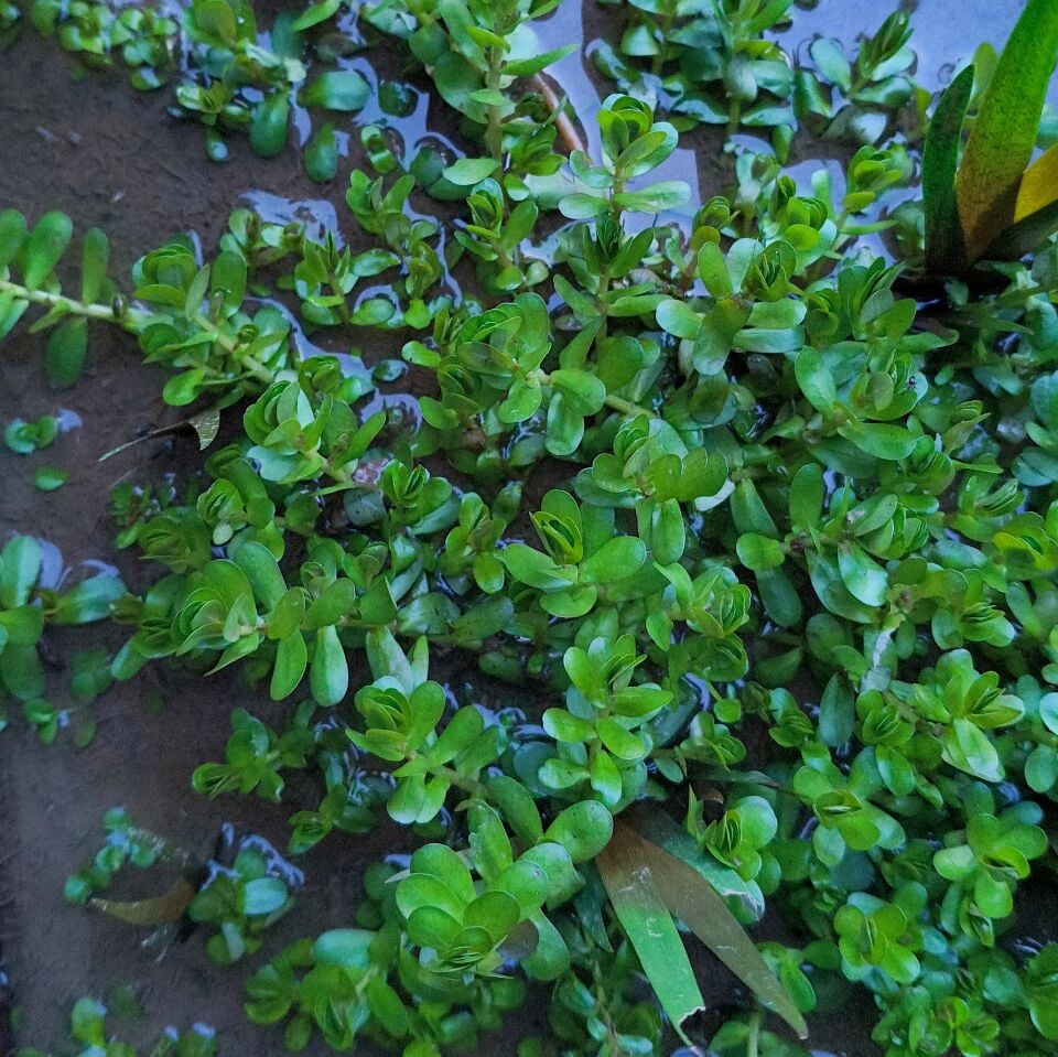 Rotala tulunadensis ADET