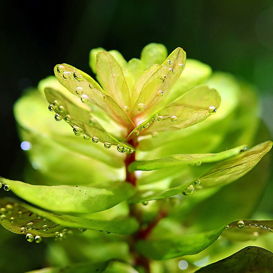 Rotala tulunadensis ADET