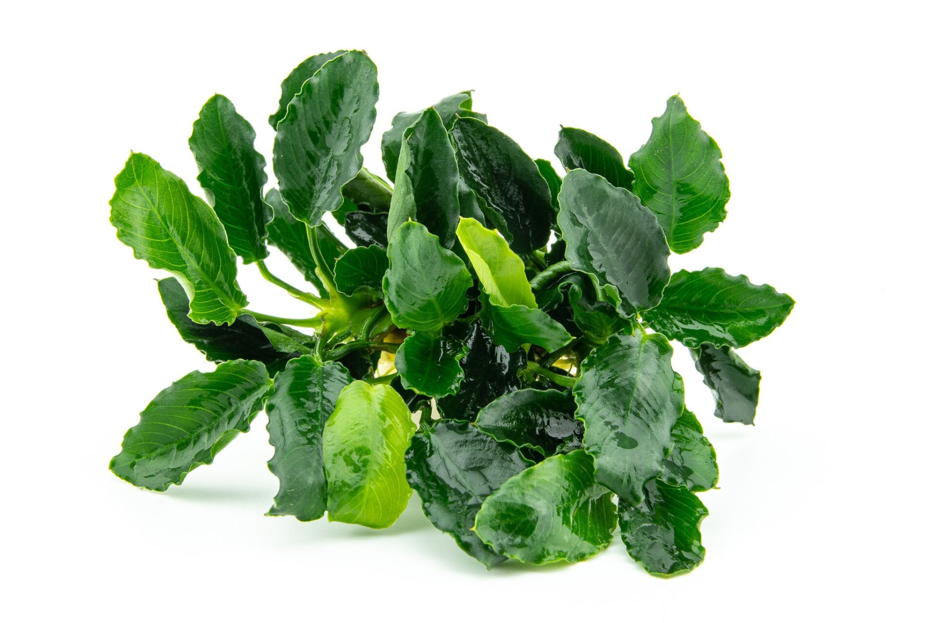 Dennerle Plants - Anubias nana Mini Kirin POT