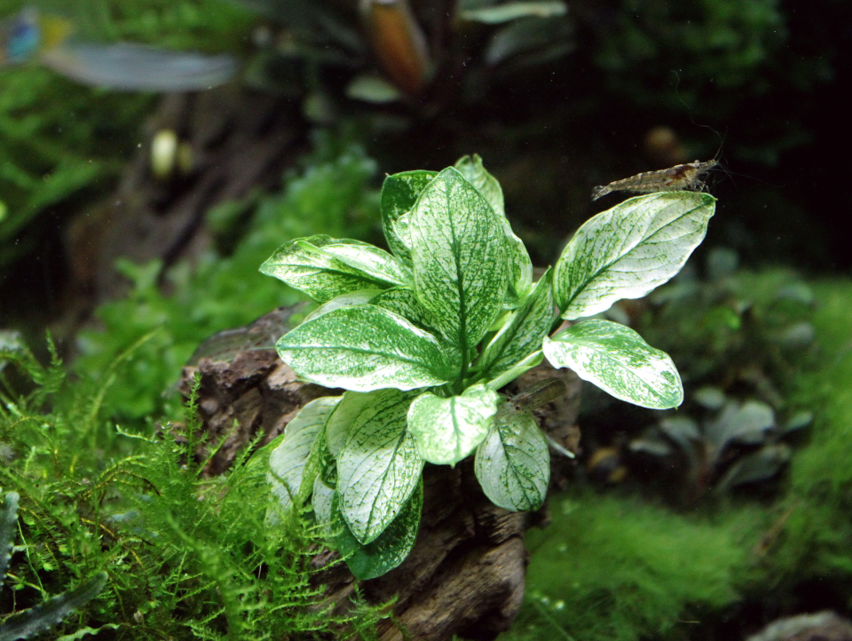 Dennerle Plants - Anubias nana Pinto POT