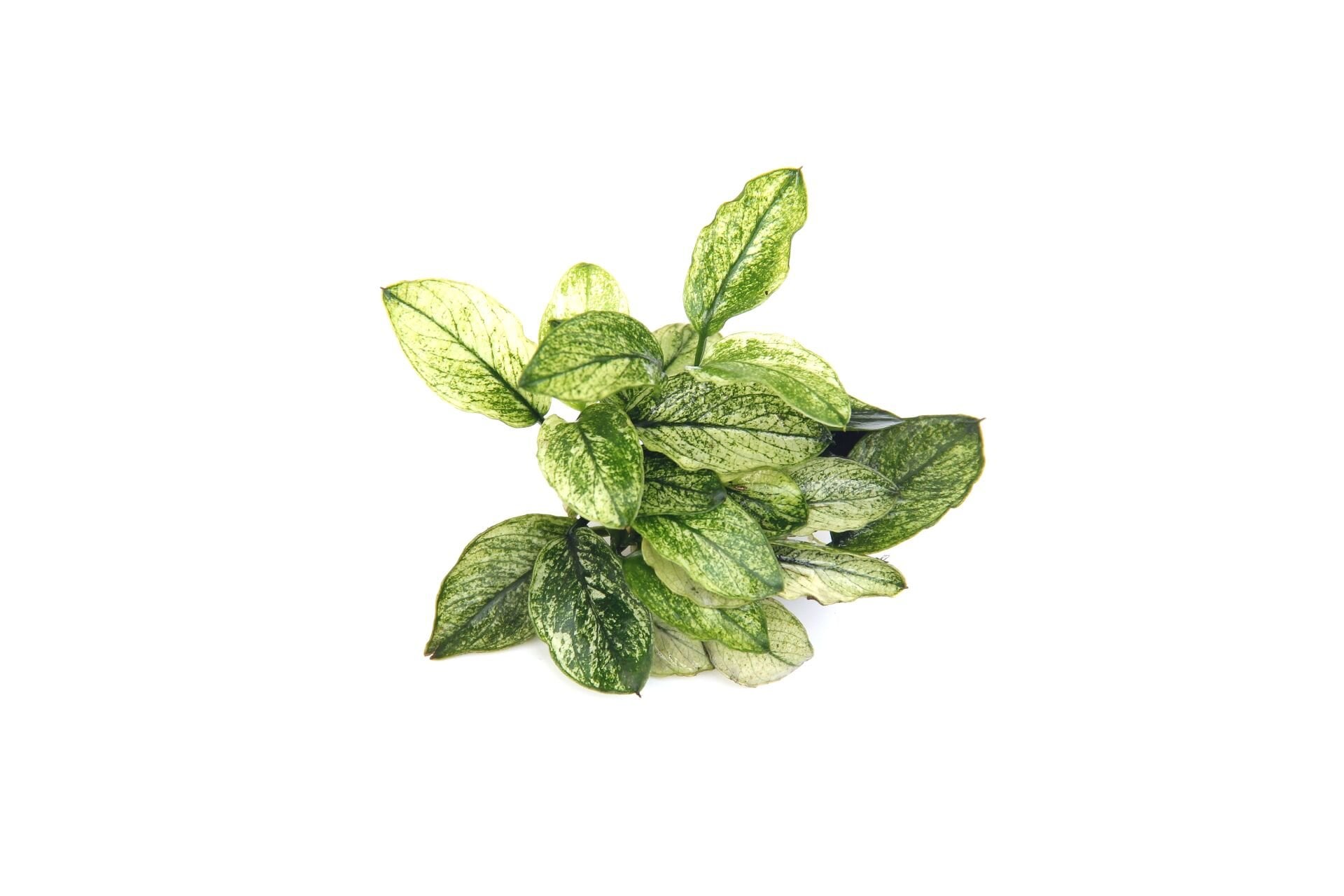 Dennerle Plants - Anubias nana Pinto POT