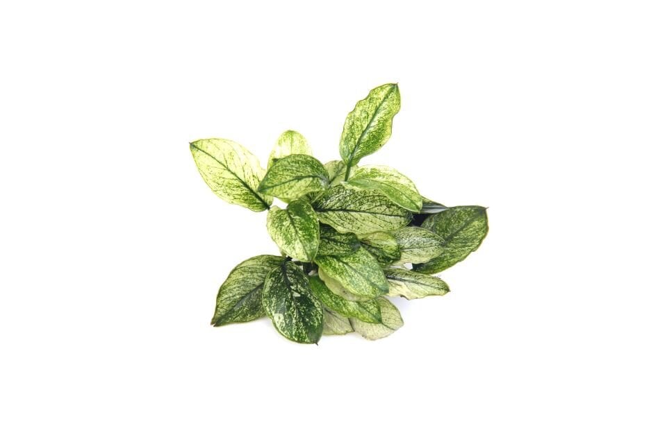 Dennerle Plants - Anubias nana Pinto POT