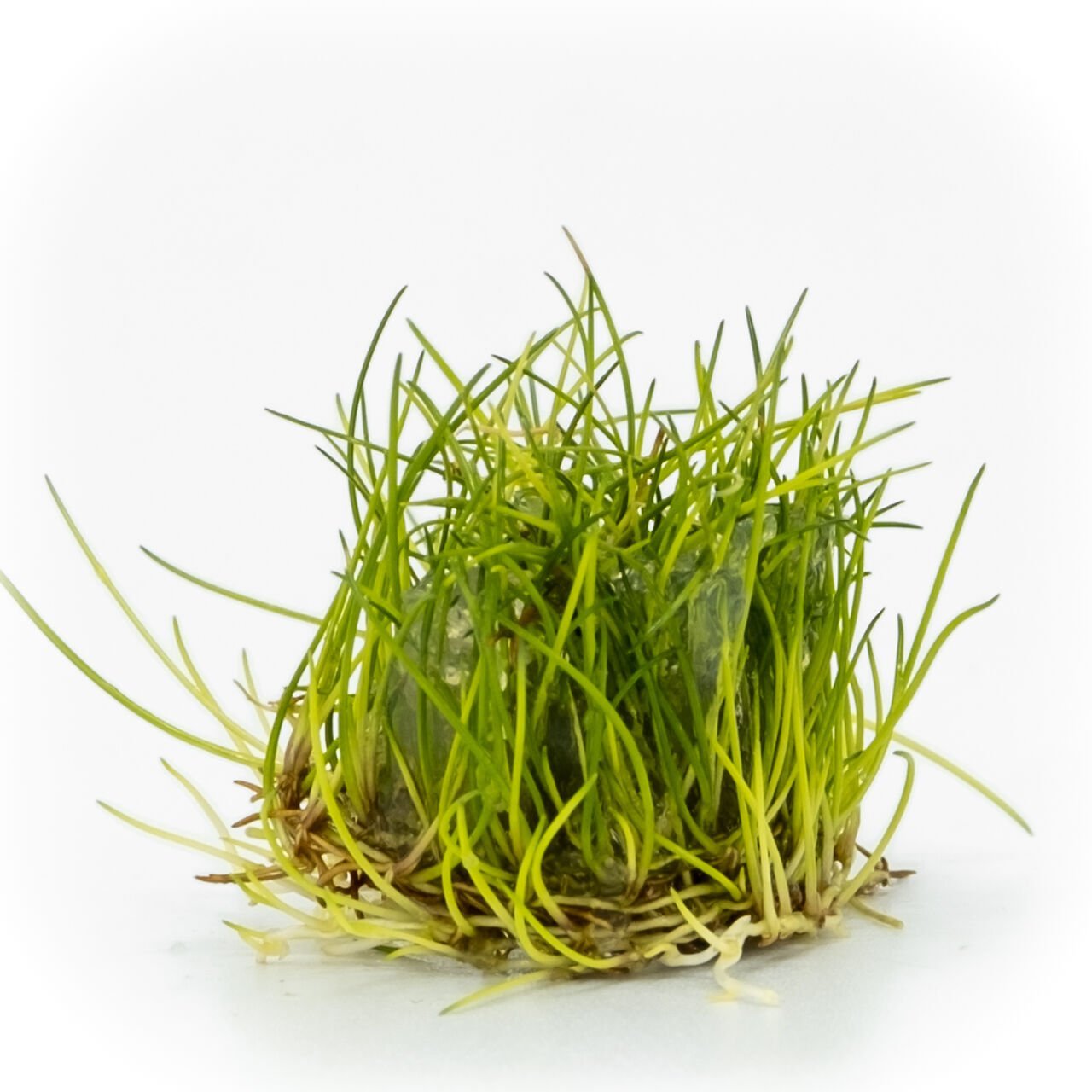 Eleocharis parvula EXVITRO