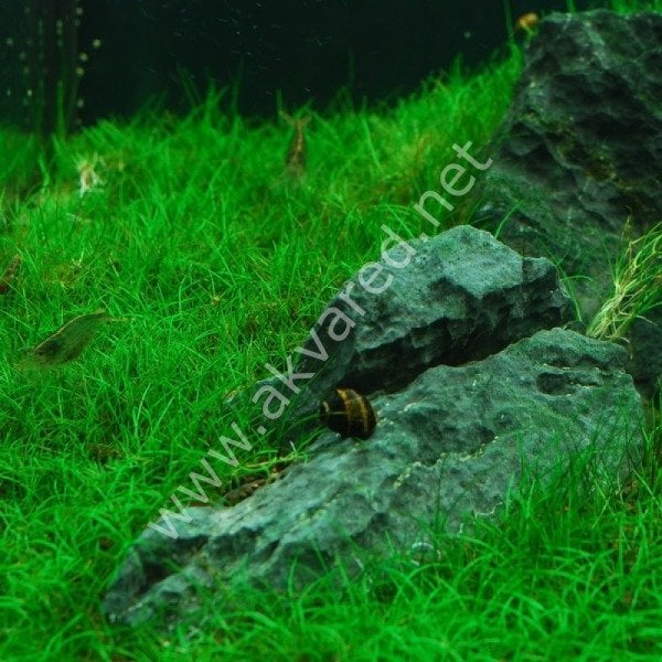 Eleocharis parvula EXVITRO