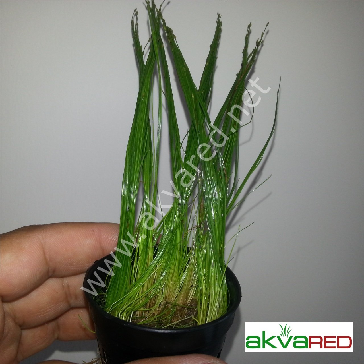Eleocharis parvula EXVITRO