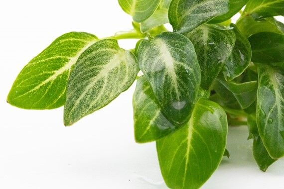 Dennerle Plants - Anubias barteri var. nana Stardust POT